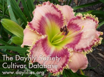 Daylily Divine Land Mulan